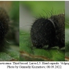 pyr armoricanus larva5 volg43